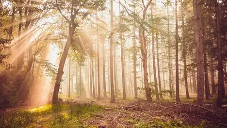 LPL季后赛新规解析：胜者特权与败者组冠军背靠背BO5的万人场馆决赛博弈-完美电竞